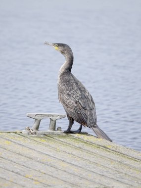 Ria de Aveiro (lagün), Portekiz 'deki bir rıhtımda karabatak kapanışı..