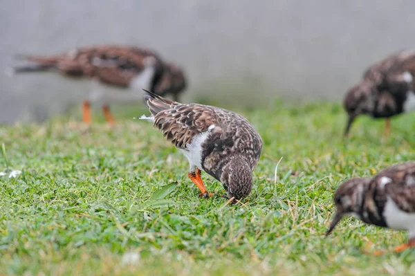 Turnstone Looking Worms Grass Northern Portuguese Coast — Stock Photo, Image