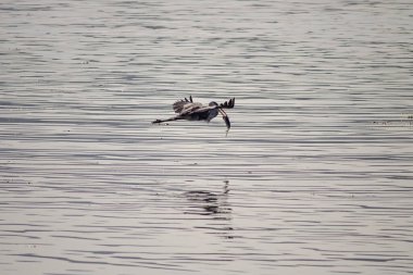 Douro nehrinin üzerinde uçarken gagasında bir balıkla onu aydınlattı.