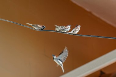 Bahar savaşı sırasında yaygın serçeler