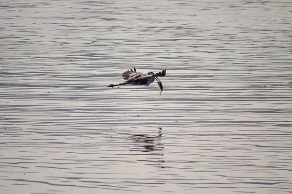 柔软的背光鲱鱼在多罗河上空飞行 嘴里衔着鱼 — 图库照片