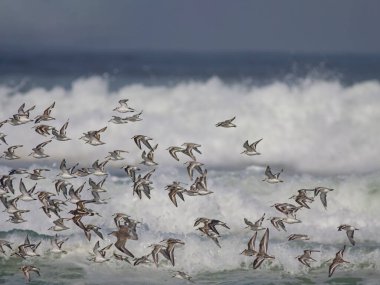 Deniz dalgaları üzerinde uçan kumkuşları ve diğer kum çullukları sürüsü. Kuzey Portekiz kıyıları.