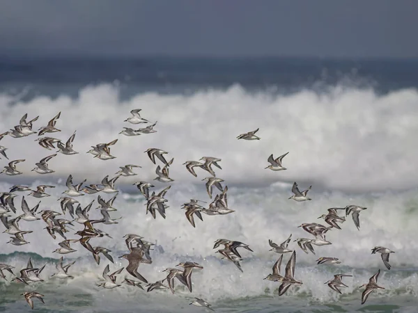 Beautiful Flock Sanderlings Other Sandpipers Flight Sea Waves Northern Portuguese — Stock Photo, Image
