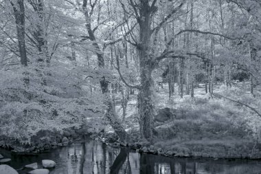 Woods Creek, Portekiz 'in kuzeyindeki Peneda Geres Ulusal Parkı' ndan. Kullanılmış kızılötesi filtre. Siyah beyaz tonlu mavi.