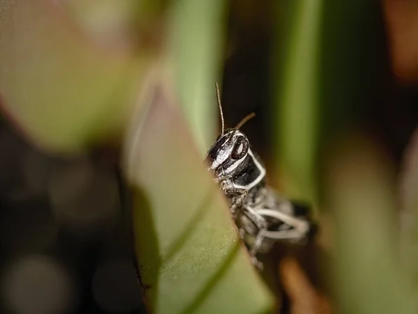 Hidden Grasshopper Northern Portuguese Meadow Sea — Stock Photo, Image