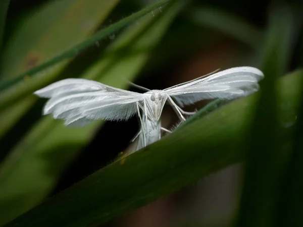 Hidden White Moth Northern Portuguese Meadow — Stockfoto