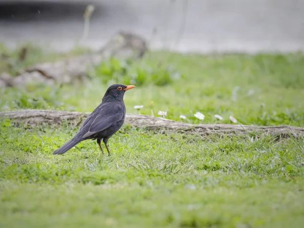 Pássaro Negro Comum Num Prado Norte Portugal — Fotografia de Stock