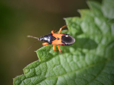 Kıllı yeşil yapraklı kırmızı ve beyaz böcek makrosu.