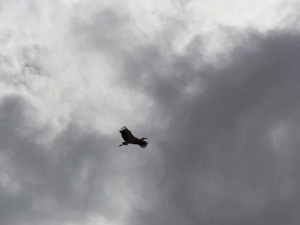 Silhouette Flight Dramatic Cloudy Sky — Stock Photo, Image