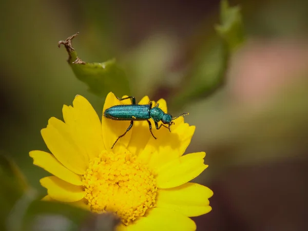 Metallic green bug on a wild yellow flower from a northern portuguese meadow