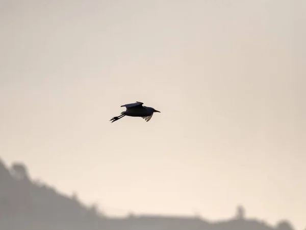 Backlit Heron Fligt Douro River Border — Stock Photo, Image