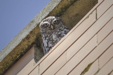 Portekiz 'in kuzeyinde bir ev bacasında küçük bir Avrupa baykuşu.