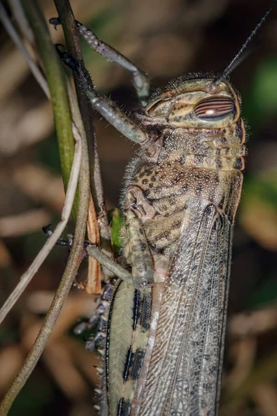 Beautiful Grasshopper Macro Northern Portuguese Meadow — Stock Photo, Image