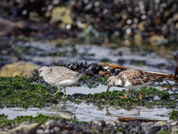 stock image Sanderling and turnstone looking for food in a rocky beach from the north of Portugal