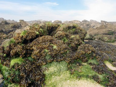 Kuzey Portekiz sahillerinden gelen barışçıl sisli kayalık plajı yazın ilk günü deniz yosunu görmek.