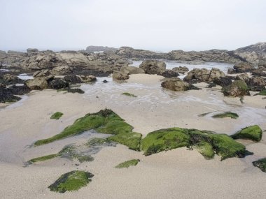 Kuzey Portekiz sahillerinden gelen barışçıl sisli kayalık plajı yazın ilk günü deniz yosunu görmek.