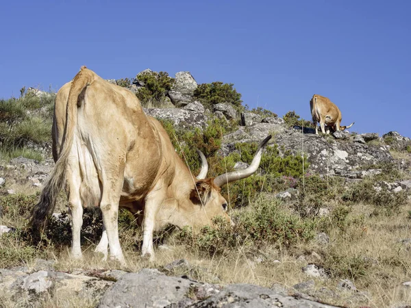 純粋に飼育された家畜 バロサ 北部の港湾から 山の頂上に緑化 — ストック写真