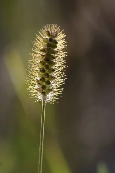 Яркое Красивое Растение Мягкой Подсветкой Северного Португальского Луга — стоковое фото