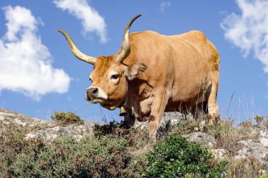 Safkan sığırlar - Barrosa - Kuzey Portekiz 'den, bir dağın tepesinde otlayan