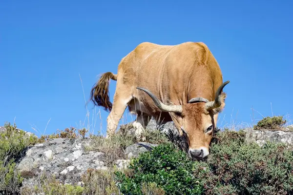 Pure bred cattle - Barrosa - from northern portugal, grrazing in the top of a mountain