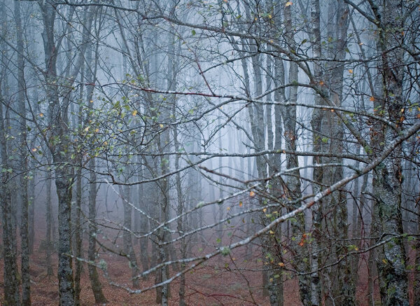 Высокие горы в туманный полдень в начале Автумна
