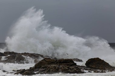 Büyük fırtınalı deniz dalgası sıçraması. Kuzey Portekiz kıyıları.