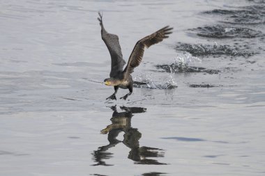Karabatak kalkıyor. Douro Nehri, Portekiz 'in kuzeyi..