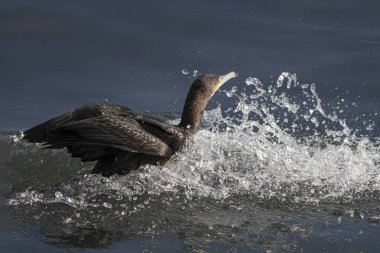 Cormorant landing on water. Douro river, north of Portugal.