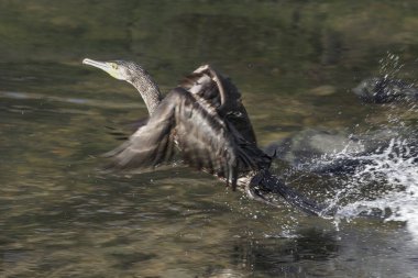 Karabatak kalkıyor. Douro Nehri, Portekiz 'in kuzeyi..