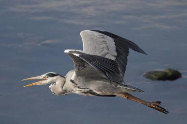 Saldırgan balıkçıl yakın planda. Douro Nehri, Portekiz 'in kuzeyi..