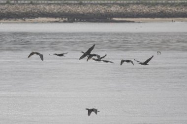 Douro Nehri karabatak sürüsü uçuyor.