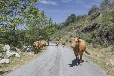 Portekiz 'in kuzeyindeki Peneda Geres Ulusal Parkı' ndan safkan dağ inekleri.
