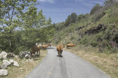 Portekiz 'in kuzeyindeki Peneda Geres Ulusal Parkı' ndan inekler.