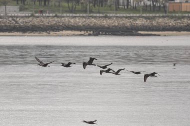 Douro Nehri karabatak sürüsü uçuyor.