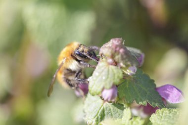 Arı, kuzey Portekiz çayırlarından polen emiyor.