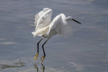 Portekiz 'in kuzeyindeki balıkçılık faaliyetleri sırasında Douro nehrinin üzerinde uçan küçük beyaz balıkçıl..