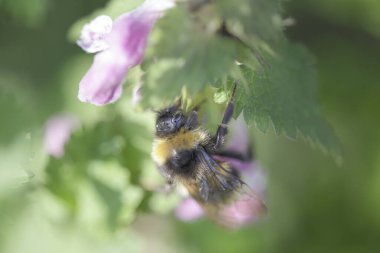 Kuzey Portekiz çayırlarından gelen bir arı makrosu polen ve nektar topluyor.