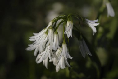 Kuzey Portekiz çayırlarından beyaz çan çiçekleri.