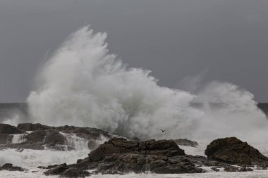Deniz dalgası sıçraması. Kuzey Portekiz kayalık kıyıları. Kış akşamı ışığı.