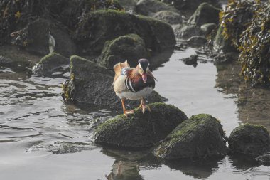 Kuzey Portekiz, Douro Nehri 'nden vahşi mandarim ördeği.