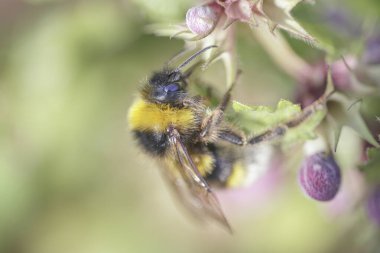 Kuzey Portekiz çayırlarından gelen bir arı makrosu polen ve nektar topluyor.