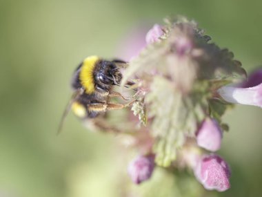 Kuzey Portekiz çayırlarından gelen bir arı makrosu polen ve nektar topluyor.