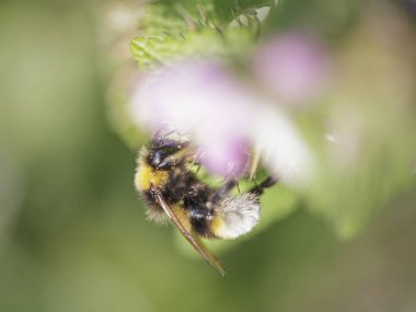Kuzey Portekiz çayırlarından gelen bir arı makrosu polen ve nektar topluyor.