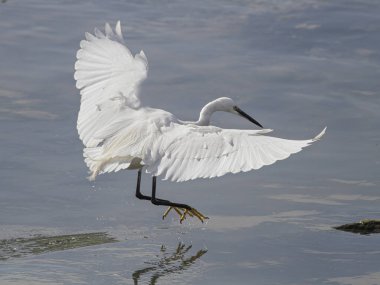 Beyaz balıkçıl, Douro nehrinin alçak sularında balık avı sırasında süzülüyor..