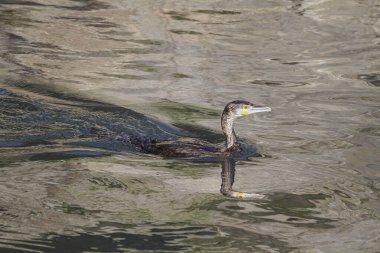 Douro nehri yüzen karabatak gibi güzel yansımaları var.