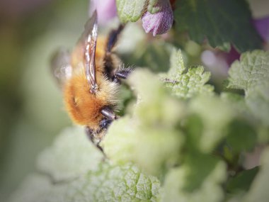 Kuzey Portekiz çayırlarından gelen bir arı makrosu polen ve nektar topluyor.