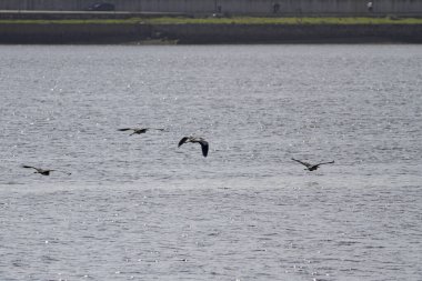 Douro nehir balıkçıl sürüsü Portekiz 'in kuzeyinde