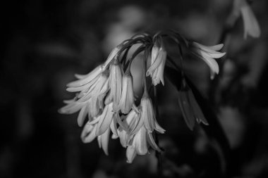 Kuzey Portekiz çayırlarından gelen beyaz çan çiçekleri. Siyah beyaza dönüştürülmüş.