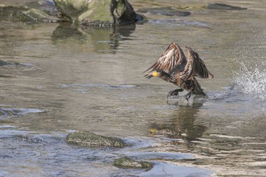 Balık tutarken uçarken karabatak olmuş. Douro nehir sınırı, Portekiz 'in kuzeyi..