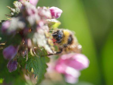 Kuzey Portekiz çayırlarından gelen bir arı makrosu polen ve nektar topluyor.